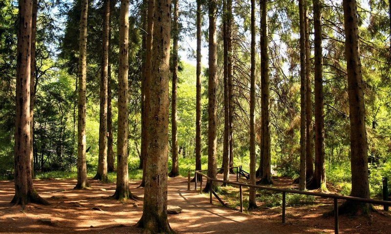 Обои деревья, лес, стволы, ограждение, сосны, тропа, trees, forest, trunks, the fence, pine, trail разрешение 1920x1200 Загрузить