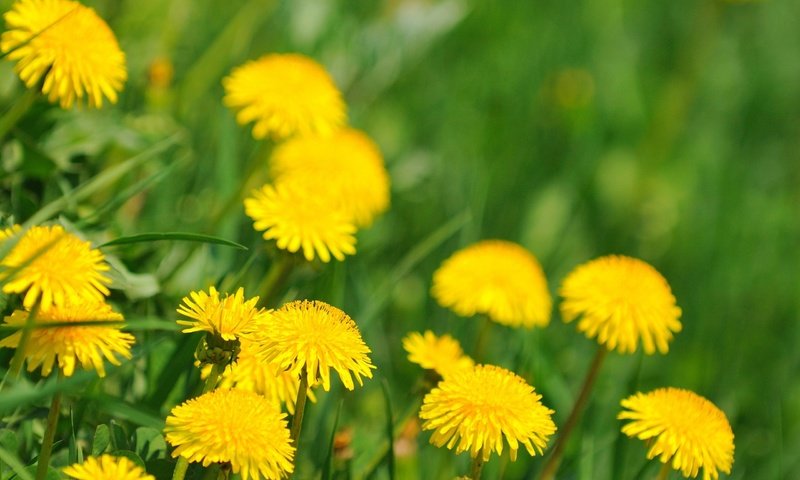 Обои весна, цветущие, одуванчики, spring, blooming, dandelions разрешение 2560x1600 Загрузить