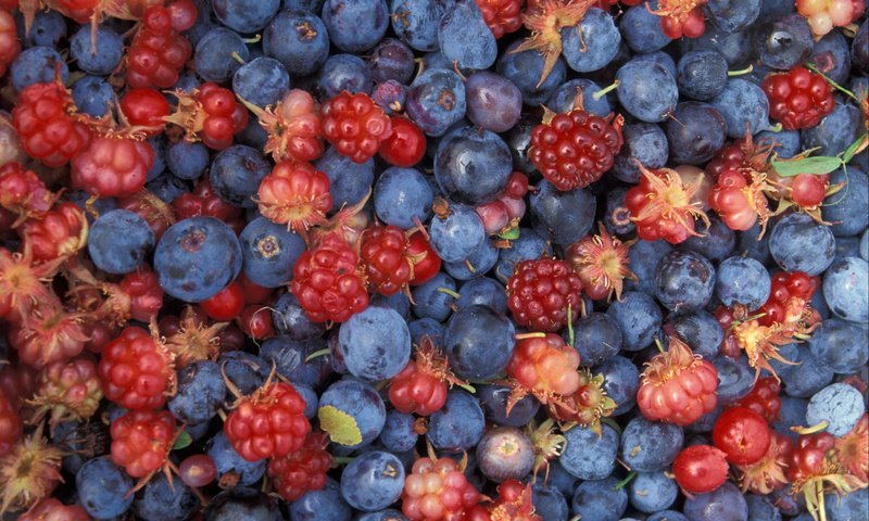 Обои малина, еда, ягоды, лесные ягоды, черника, raspberry, food, berries, blueberries разрешение 2400x1600 Загрузить