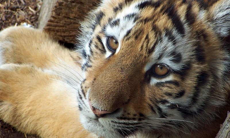 Обои тигр, морда, взгляд, маленький, тигренок, детеныш, tiger, face, look, small, cub разрешение 1920x1200 Загрузить