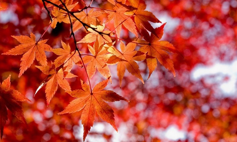 Обои осень, красные листья, стиль макро, autumn, red leaves, the style macro разрешение 1920x1200 Загрузить