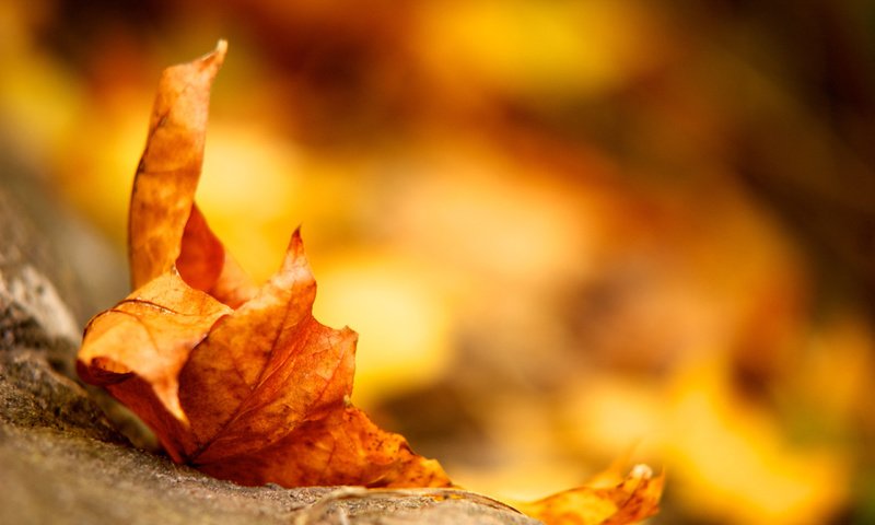 Обои земля, желтый, листок, осень, лист, earth, yellow, leaf, autumn, sheet разрешение 2560x1600 Загрузить