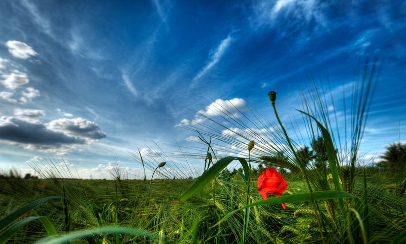 Обои небо, трава, мак, the sky, grass, mac разрешение 1920x1200 Загрузить