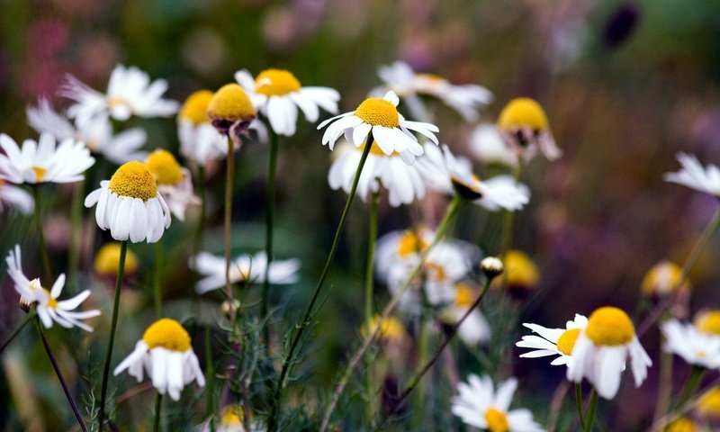 Обои цветы, природа, лето, ромашки, flowers, nature, summer, chamomile разрешение 1920x1200 Загрузить