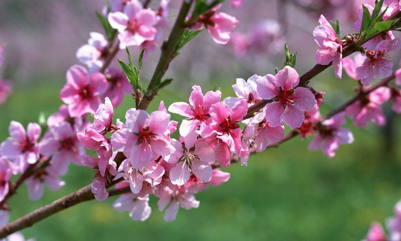 Обои цветы, ветка, макро, весна, розовый, абрикос, flowers, branch, macro, spring, pink, apricot разрешение 1920x1200 Загрузить