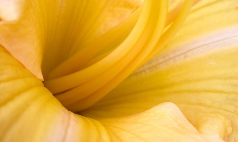 Обои желтый, макро, цветок, yellow, macro, flower разрешение 1920x1200 Загрузить