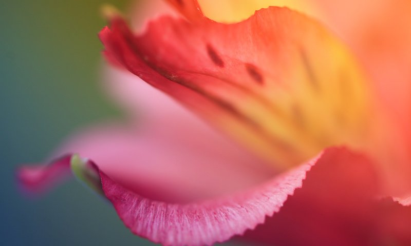 Обои цветок, цвет, красный, лепесток, flower, color, red, petal разрешение 1920x1280 Загрузить