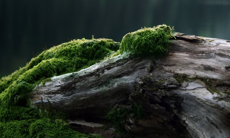 Обои дерево, мох, tree, moss разрешение 2560x1600 Загрузить