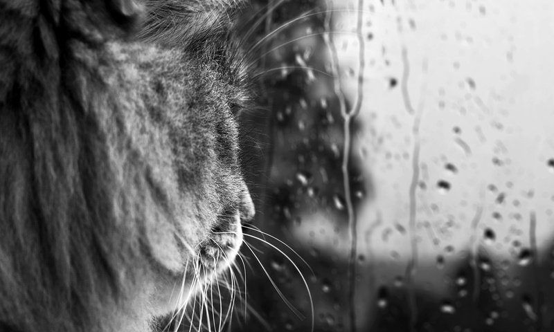 Обои кот, усы, капли, черно-белая, дождь, стекло, cat, mustache, drops, black and white, rain, glass разрешение 1920x1080 Загрузить