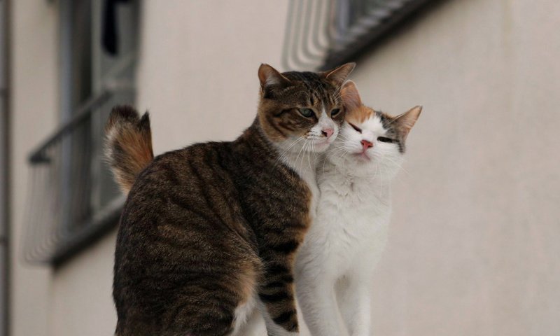 Обои улица, любовь, коты, пара, street, love, cats, pair разрешение 1920x1536 Загрузить