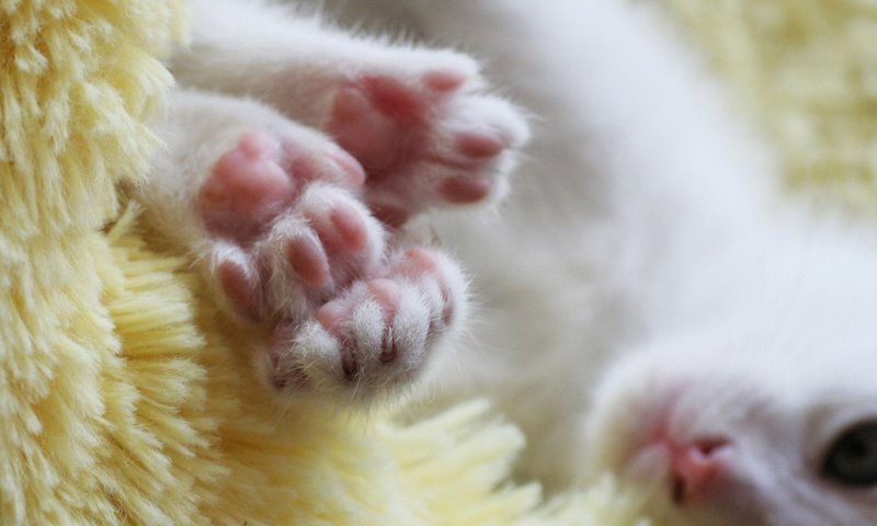 Обои морда, кот, лапы, котенок, белый, лапки, face, cat, paws, kitty, white, legs разрешение 1920x1200 Загрузить