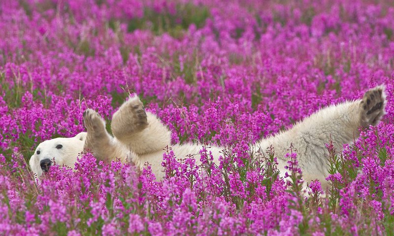 Обои цветы, полярный медведь, flowers, polar bear разрешение 1920x1200 Загрузить