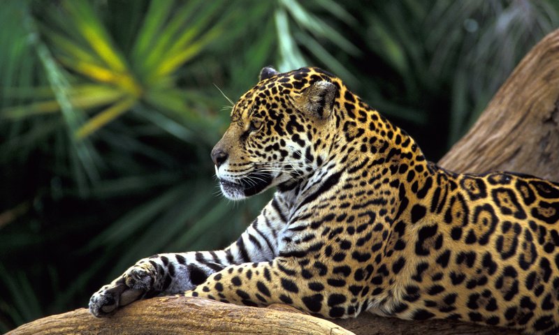 Обои леопард, лежит отдыхает, большая кошка, leopard, lies resting, big cat разрешение 1920x1200 Загрузить