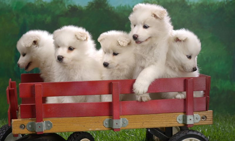 Обои щенки, тележка, пушистики, собаки, самоед, самоедская собака, puppies, truck, pussies, dogs, samoyed, the samoyed разрешение 1920x1200 Загрузить