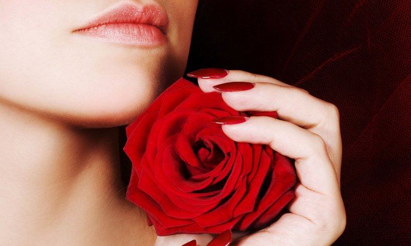 Обои красная роза, red rose разрешение 2560x1600 Загрузить