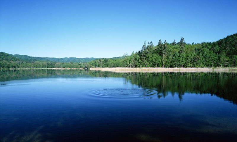 Обои озеро, лес, круги, бульк, lake, forest, circles, plop разрешение 1920x1200 Загрузить