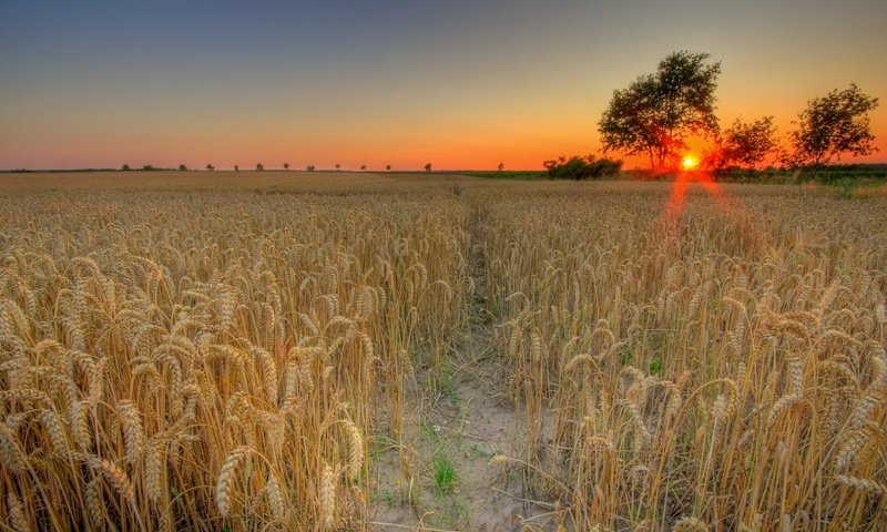 Обои солнце, закат, поле, пшеница, the sun, sunset, field, wheat разрешение 1944x1311 Загрузить