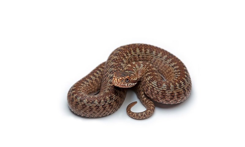 Обои змея, белый фон, коричневая, snake, white background, brown разрешение 1920x1200 Загрузить