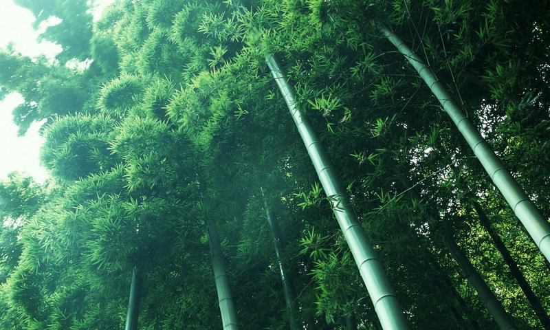 Обои свет, растения, зелёный, бамбук, light, plants, green, bamboo разрешение 2048x1280 Загрузить