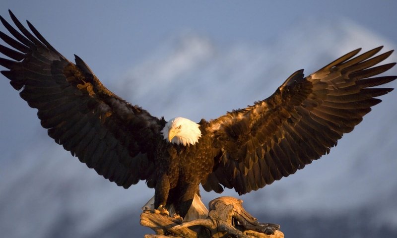 Обои крылья, орел, птица, аляска, в горах, wings, eagle, bird, alaska, in the mountains разрешение 1920x1200 Загрузить