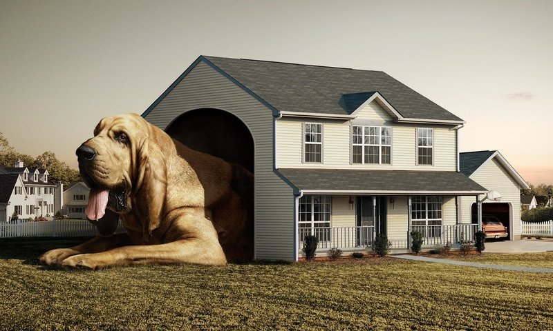 Обои fred perrot, собака, дом, будка, dog, house, booth разрешение 2000x1500 Загрузить