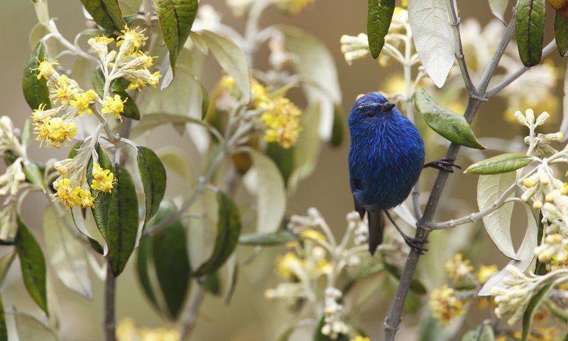 Обои цветы, ветка, птичка, flowers, branch, bird разрешение 1920x1080 Загрузить