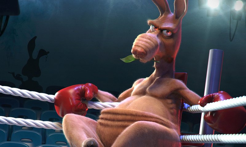 Обои кенгуру, бокс, ринг, kangaroo, boxing, the ring разрешение 1920x1200 Загрузить