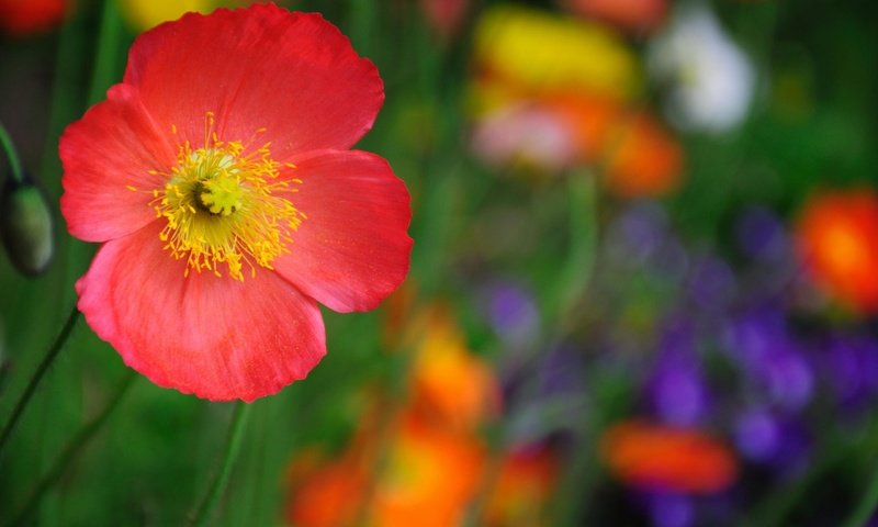 Обои макро, цветок, красный, macro, flower, red разрешение 2560x1600 Загрузить