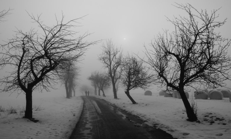 Обои дорога, деревья, зима, чёрно-белое, road, trees, winter, black and white разрешение 2560x1600 Загрузить
