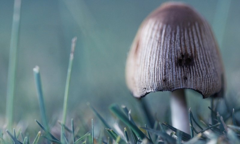 Обои трава, зелёный, гриб, grass, green, mushroom разрешение 2560x1600 Загрузить