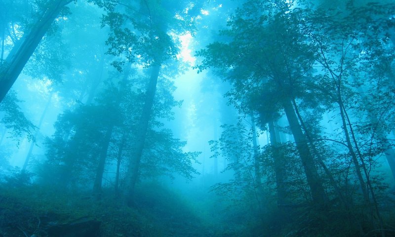 Обои деревья, лес, синий, туман, trees, forest, blue, fog разрешение 2560x1600 Загрузить