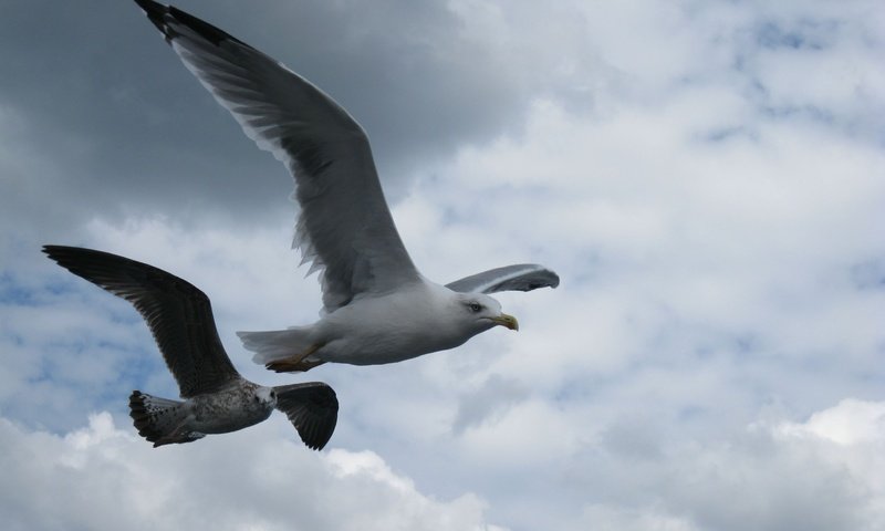 Обои небо, полет, крылья, чайка, птицы, клюв, перья, the sky, flight, wings, seagull, birds, beak, feathers разрешение 2592x1944 Загрузить