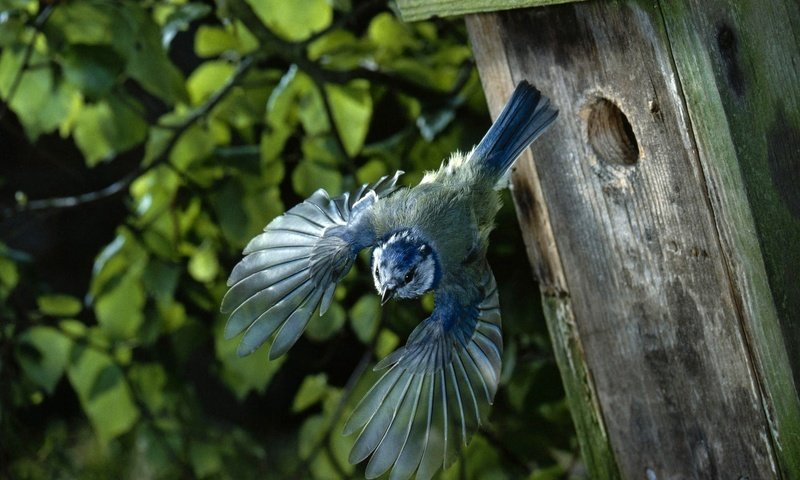 Обои полет, крылья, птица, домик, птичка, скворечник, синица, flight, wings, bird, house, birdhouse, tit разрешение 1920x1200 Загрузить