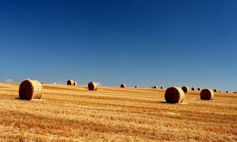 Обои небо, поле, тюки, longhorn, the sky, field, bales разрешение 1920x1440 Загрузить