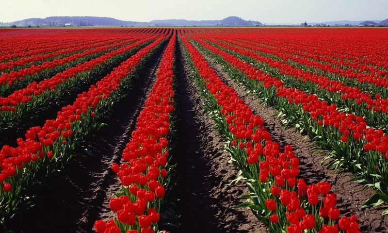 Обои поле, панорама, тюльпаны, field, panorama, tulips разрешение 3750x1200 Загрузить