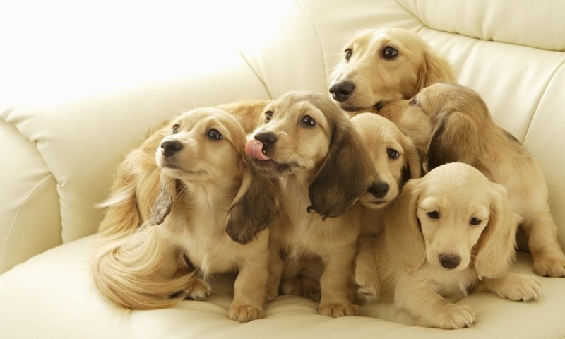 Обои щенки, язык, диван, собаки.щенки, puppies, language, sofa, dog.puppies разрешение 1920x1350 Загрузить