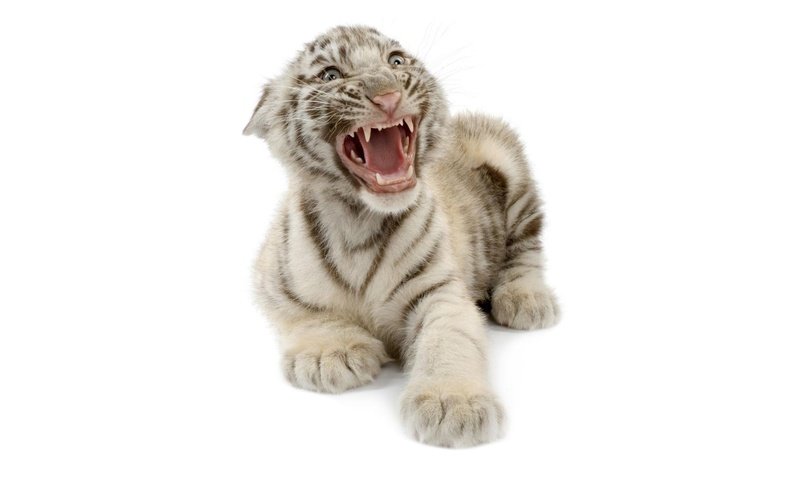 Обои тигр, тигренок, белый бенгальский тигр, tiger, white bengal tiger разрешение 2000x1250 Загрузить