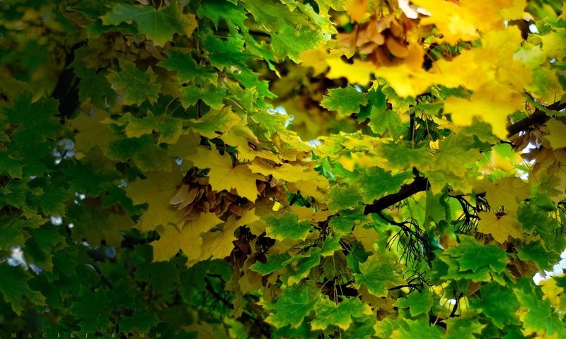 Обои листья, ветки, осень, leaves, branches, autumn разрешение 1920x1200 Загрузить