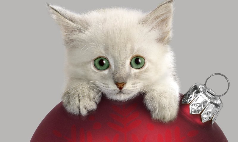 Обои украшения, котенок, шар, decoration, kitty, ball разрешение 2000x1333 Загрузить