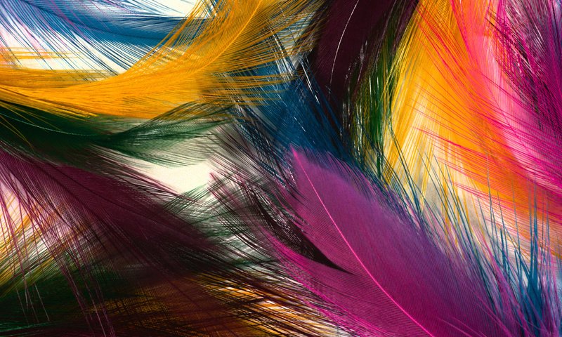Обои текстура, цвета, перья, яркие, texture, color, feathers, bright разрешение 1920x1200 Загрузить
