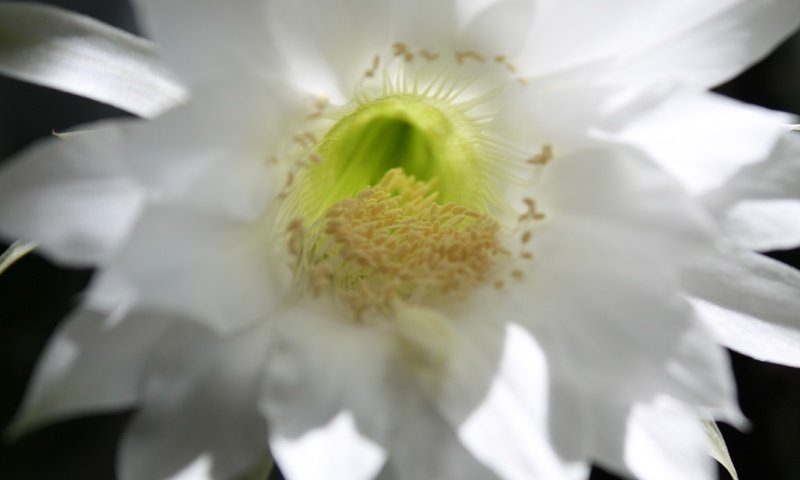 Обои макро, тычинки, кактус, macro, stamens, cactus разрешение 4272x2848 Загрузить