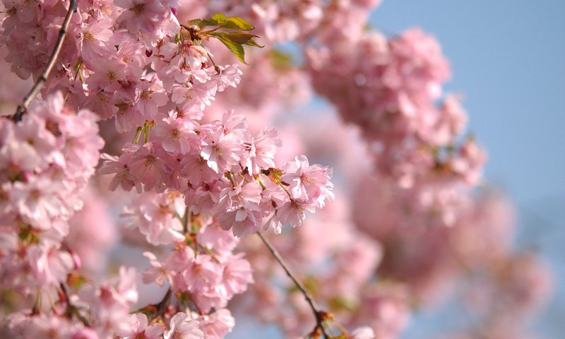 Обои небо, ветви, весна, розовые цветы, the sky, branch, spring, pink flowers разрешение 2560x1600 Загрузить