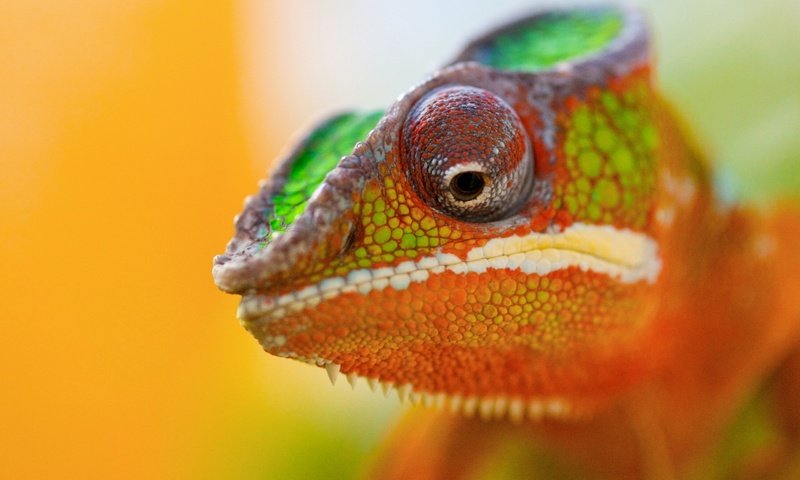 Обои животное, хамелеон, цветной, animal, chameleon, color разрешение 2560x1600 Загрузить