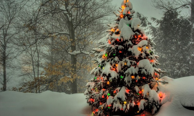 Обои огни, снег, елка, гирлянды, цветные, зимний.лес, lights, snow, tree, garland, colored, winter.forest разрешение 2560x1600 Загрузить