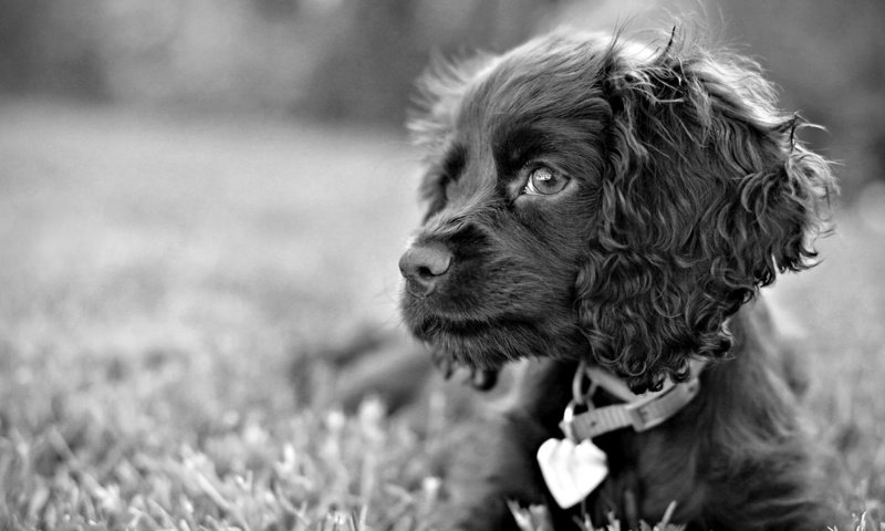 Обои трава, взгляд, собака, пес, чёрно-белый, грустные глаза, спаниель, grass, look, dog, black and white, sad eyes, spaniel разрешение 1920x1080 Загрузить
