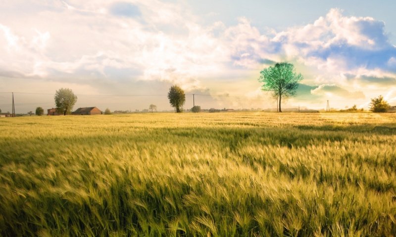 Обои дерево, поле, цвет, tree, field, color разрешение 1920x1440 Загрузить