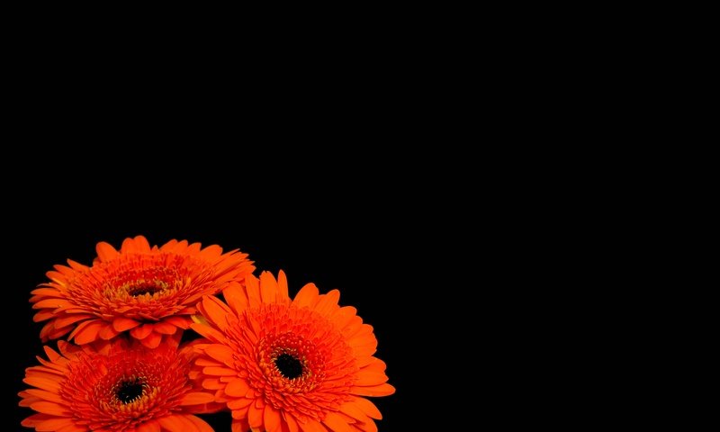 Обои цветы, лепестки, черный фон, оранжевые, герберы, flowers, petals, black background, orange, gerbera разрешение 4000x3000 Загрузить