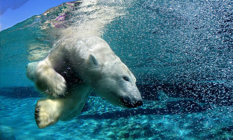 Обои вода, медведь, пузыри, под водой, белый медведь, арктика, water, bear, bubbles, under water, polar bear, arctic разрешение 1920x1200 Загрузить