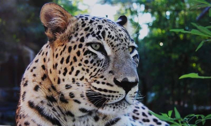 Обои усы, леопард, задумчивый, mustache, leopard, brooding разрешение 1920x1200 Загрузить