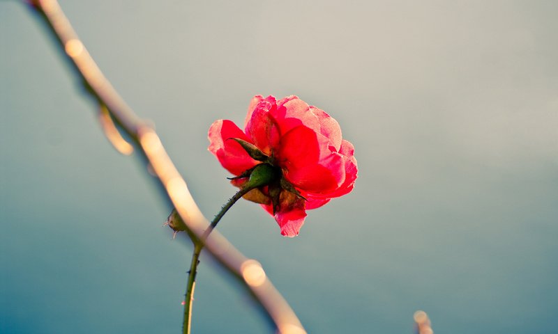 Обои цветок, роза, красота, одиночество, перфекционизм, flower, rose, beauty, loneliness, perfectionism разрешение 1920x1200 Загрузить